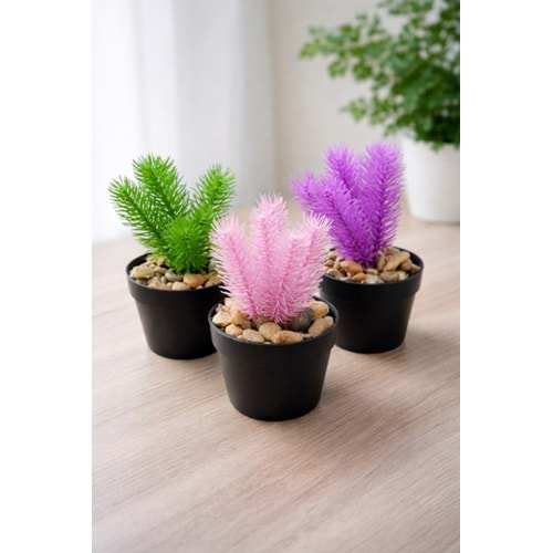 EGE ÇİÇEK SAKSLI ÇAM ÇİÇEK 1*24