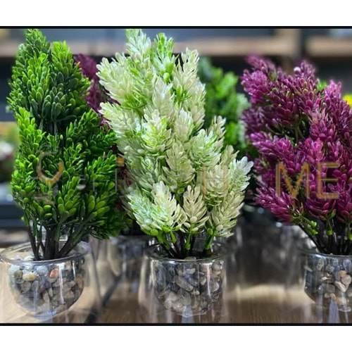 GLD CİDARLI SAKSILI AĞAÇ LAVANTA 1*12