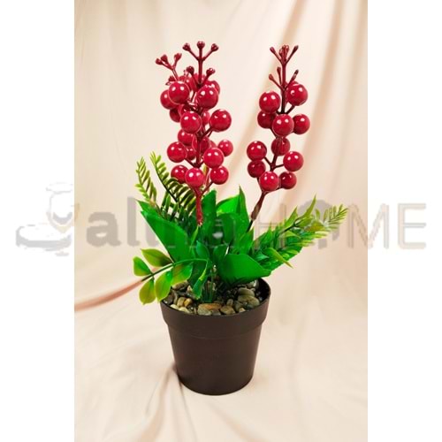 MLN ÇİÇEK SAKSILI KOKİNA ÇİÇEĞİ ZYV25 1*30